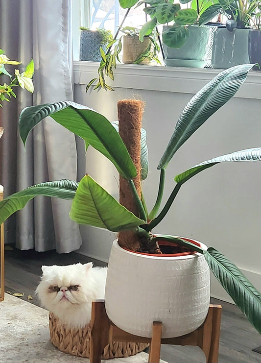 Toxic Plants for Pets: What to Watch Out For and a Handy Rating System for Pet-Friendly Choices