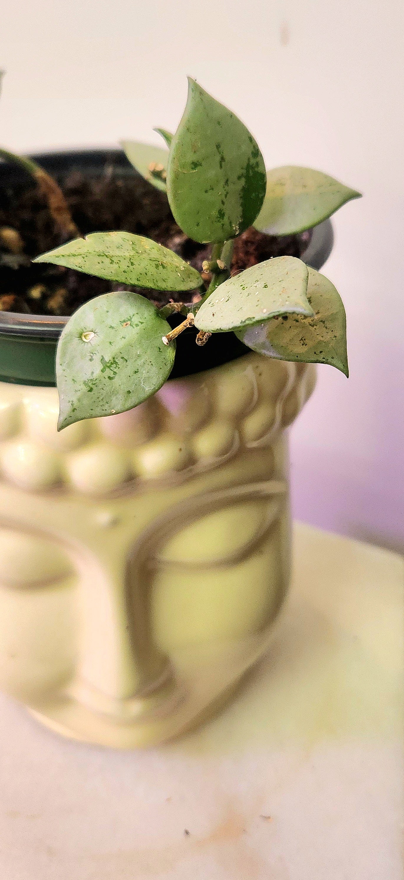 Hoya Lacunosa/Krohniana Silver