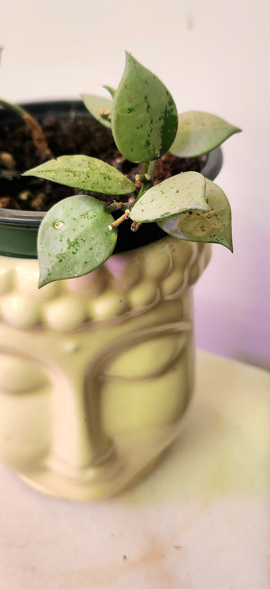 Hoya Lacunosa/Krohniana Silver