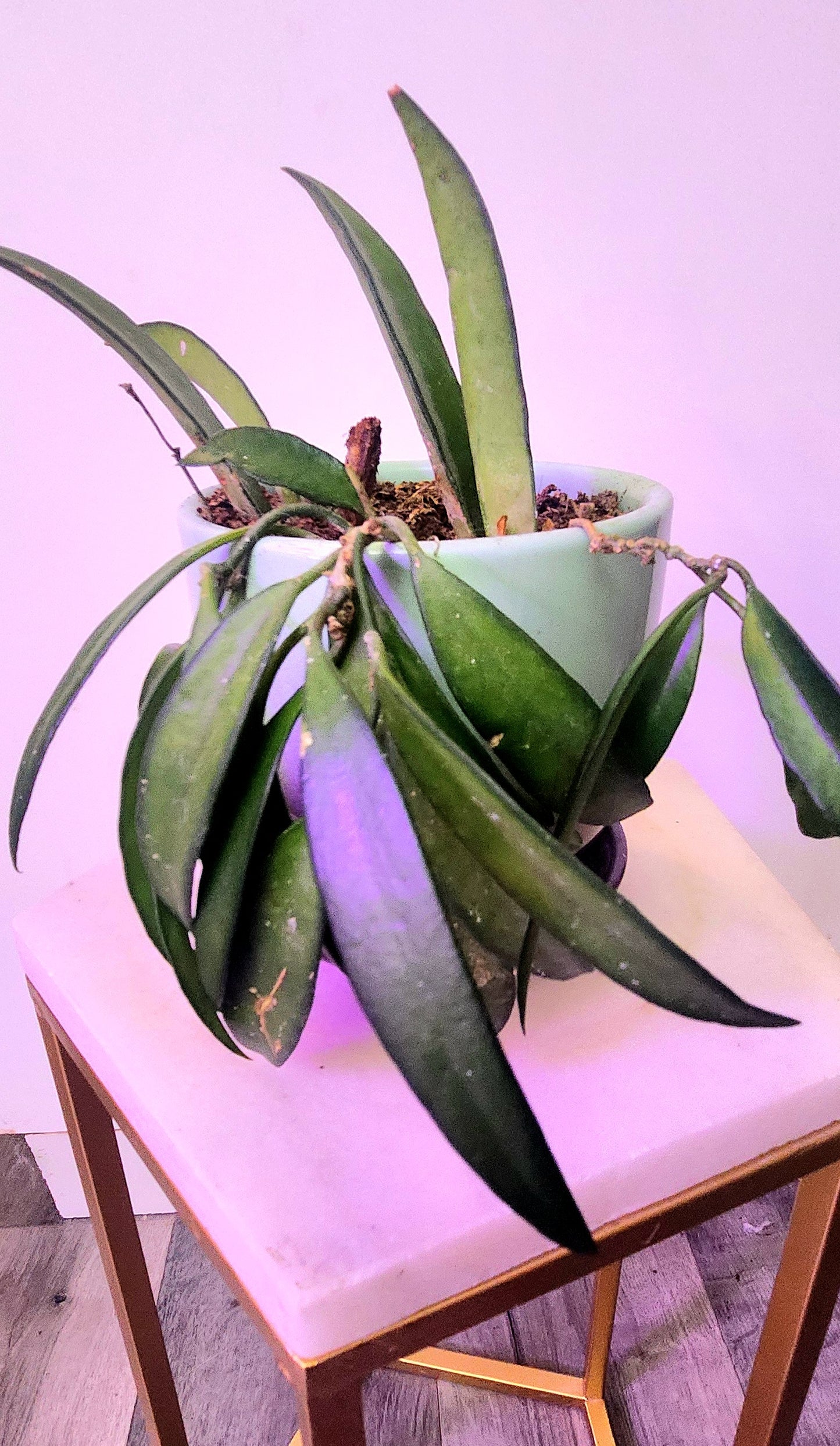 Hoya Wayetii