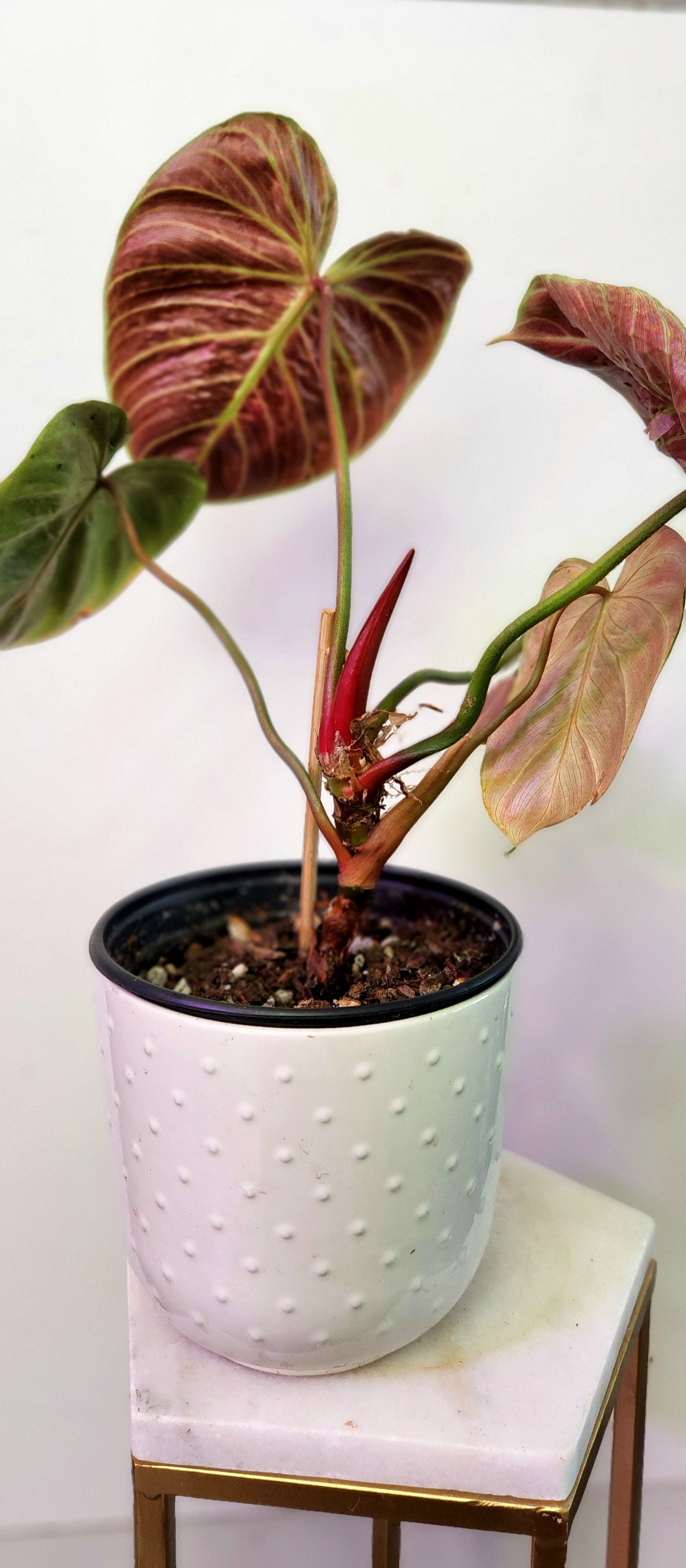 philodendron el choco red vs verrucosum Philodendron El Choco (Red) – Emilia's Plant Studio