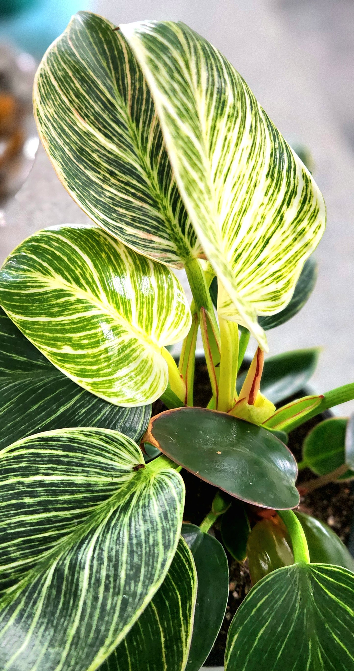Philodendron Birkin