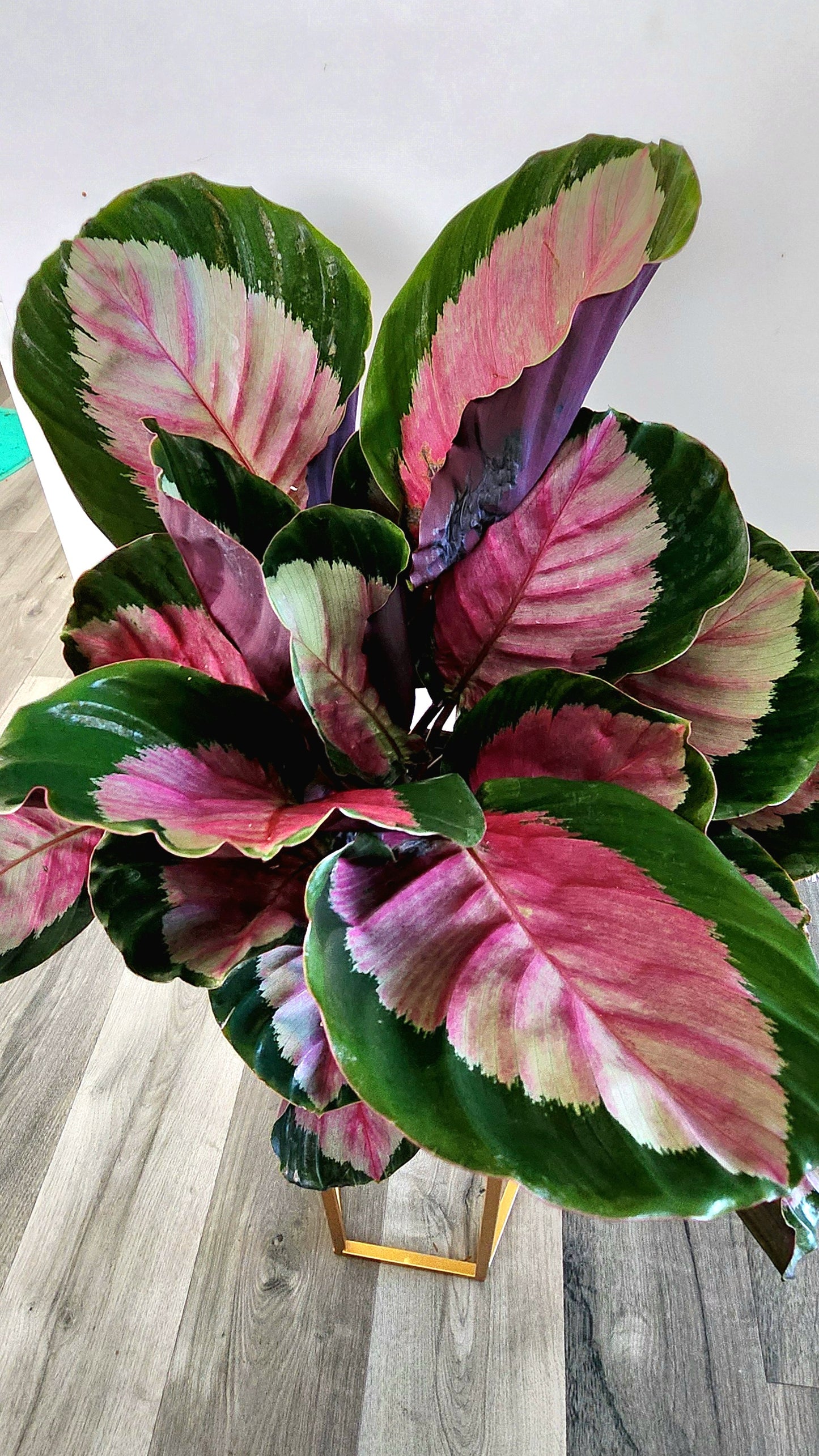 Calathea Roseopicta (Rose-Painted Calathea)