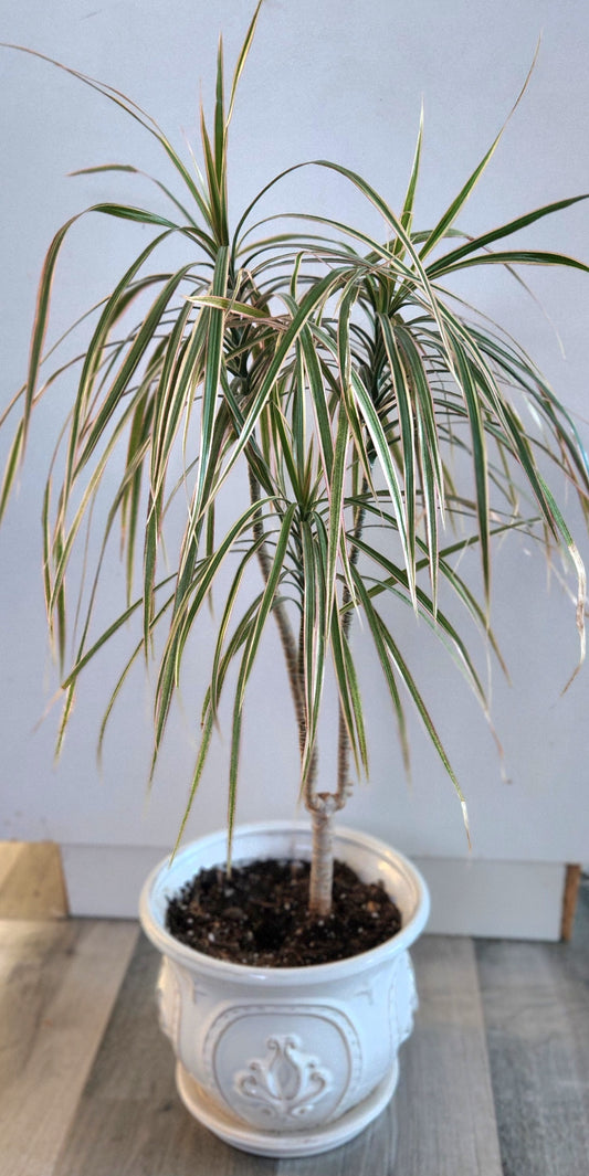 Dracaena Spikes ( Dracaena Indivisa)