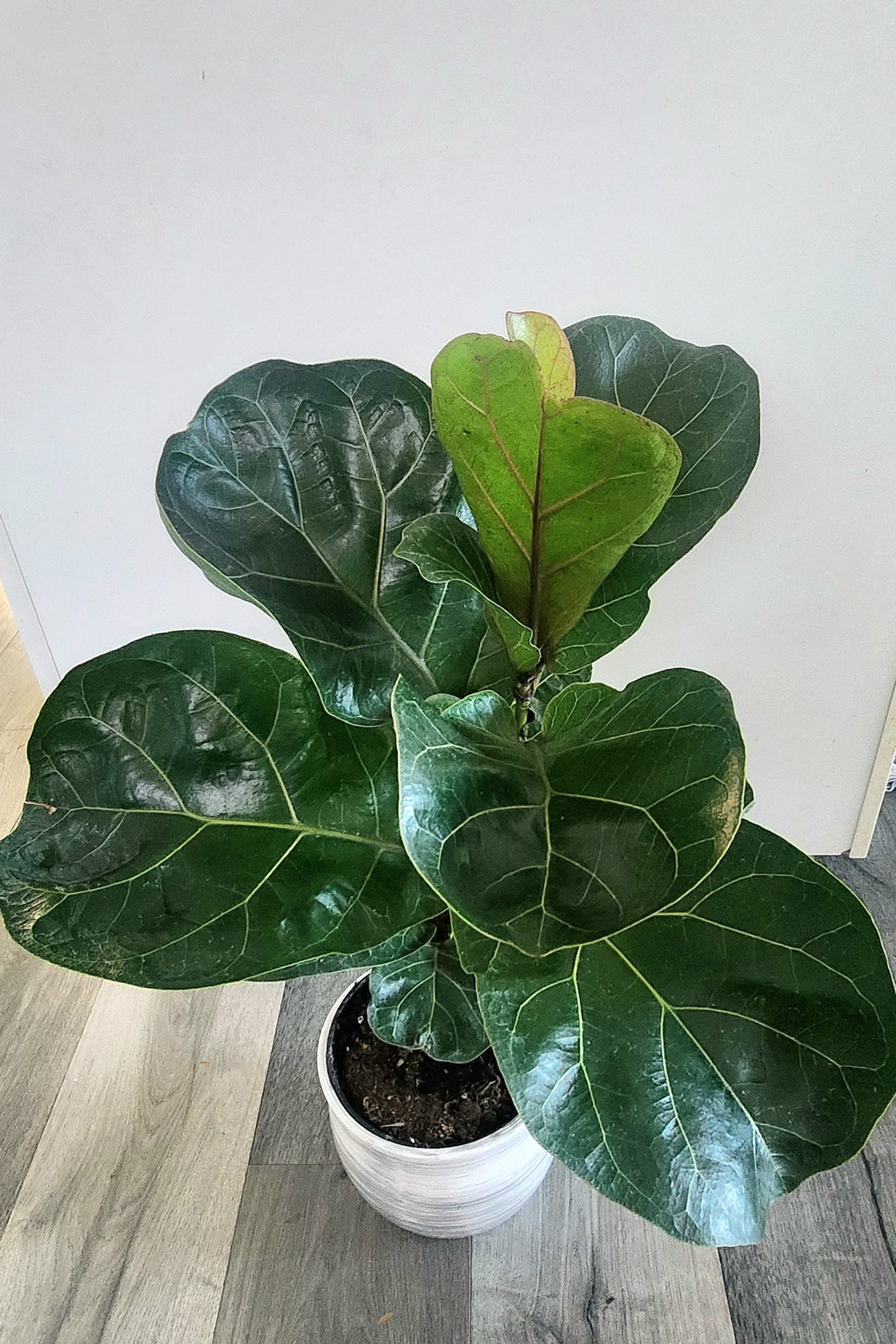 Fiddle Leaf Fig (Ficus lyrata)