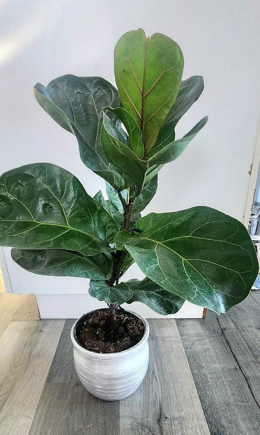 Fiddle Leaf Fig (Ficus lyrata)