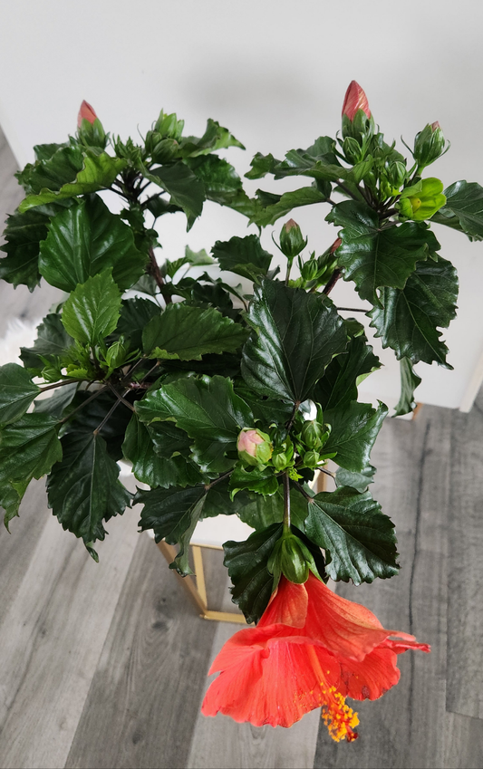 Hibiscus ( Flowering Coral-Orange)