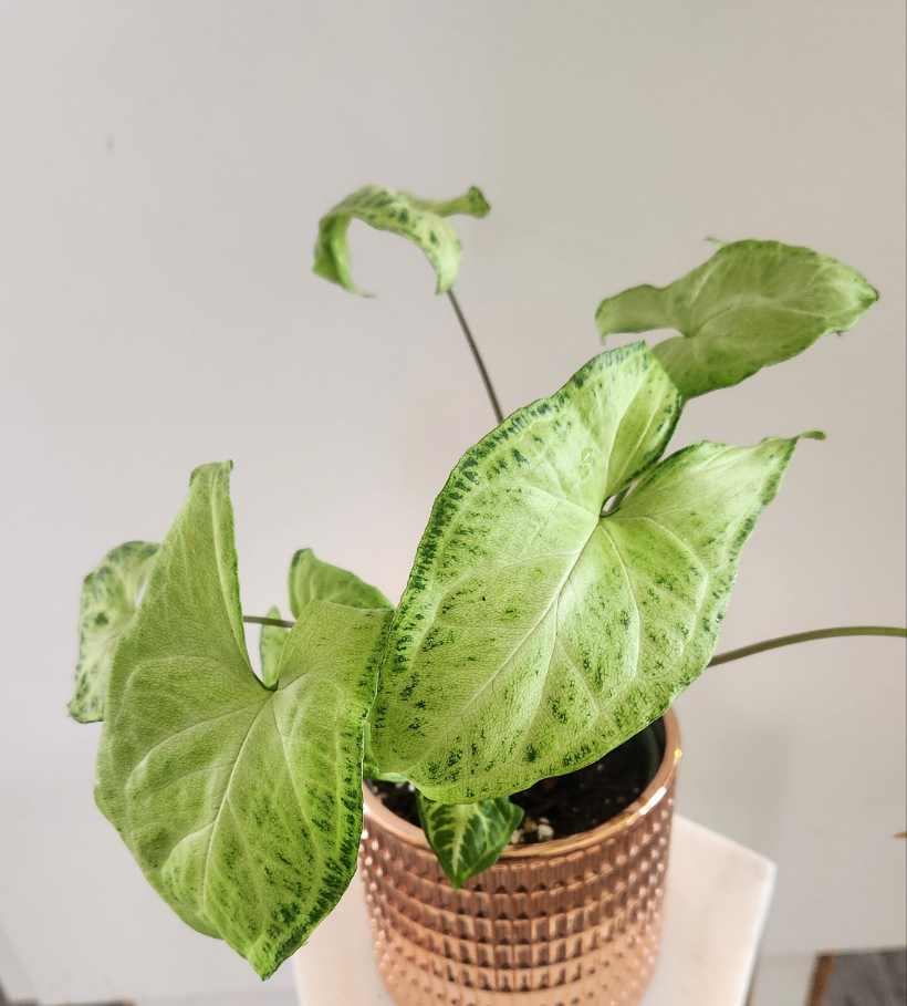Syngonium 'Batik'
