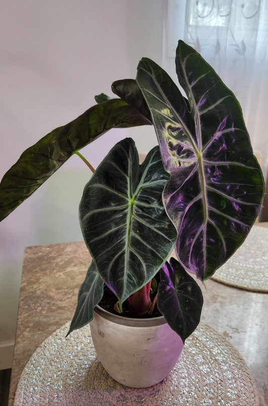 Alocasia Amazonica ( African Mask)