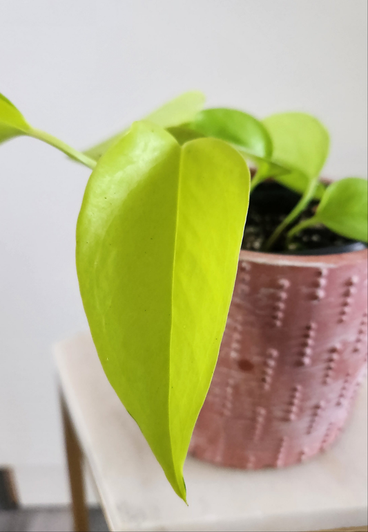 Epipremnum Aureum -Neon Pothos
