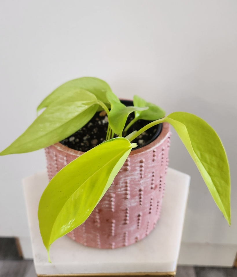 Epipremnum Aureum -Neon Pothos