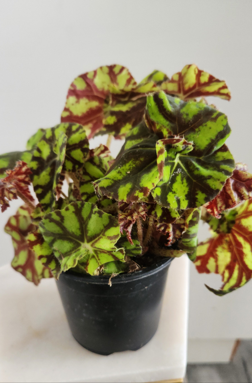 Begonia Boweri "Tiger"