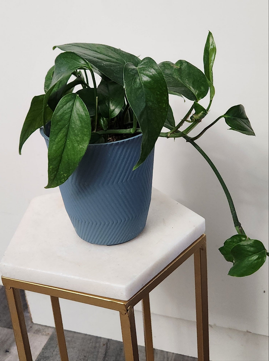 Epipremnum Baltic Blue