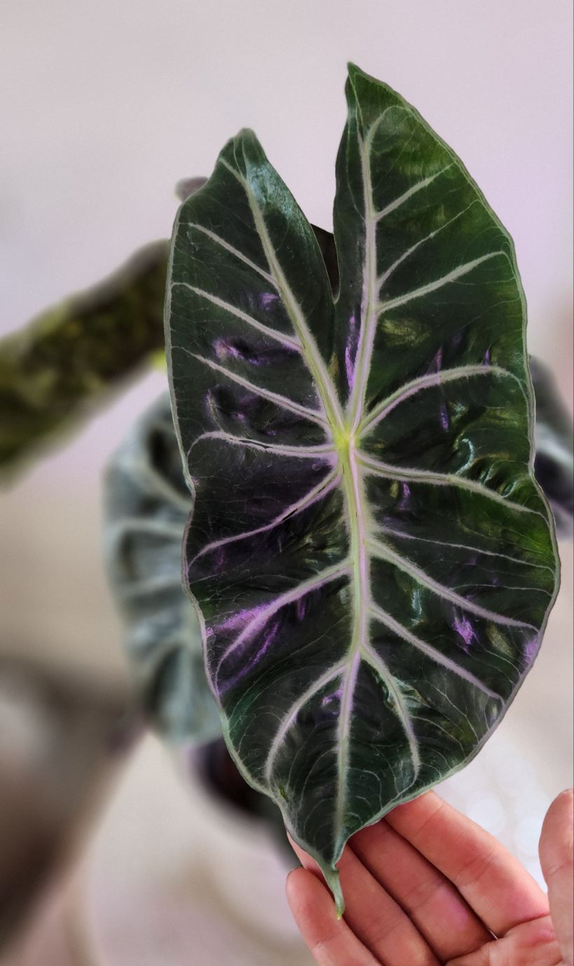 Alocasia Amazonica ( African Mask)