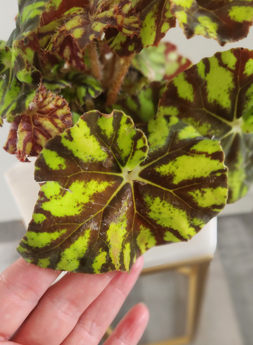 Begonia Boweri "Tiger"