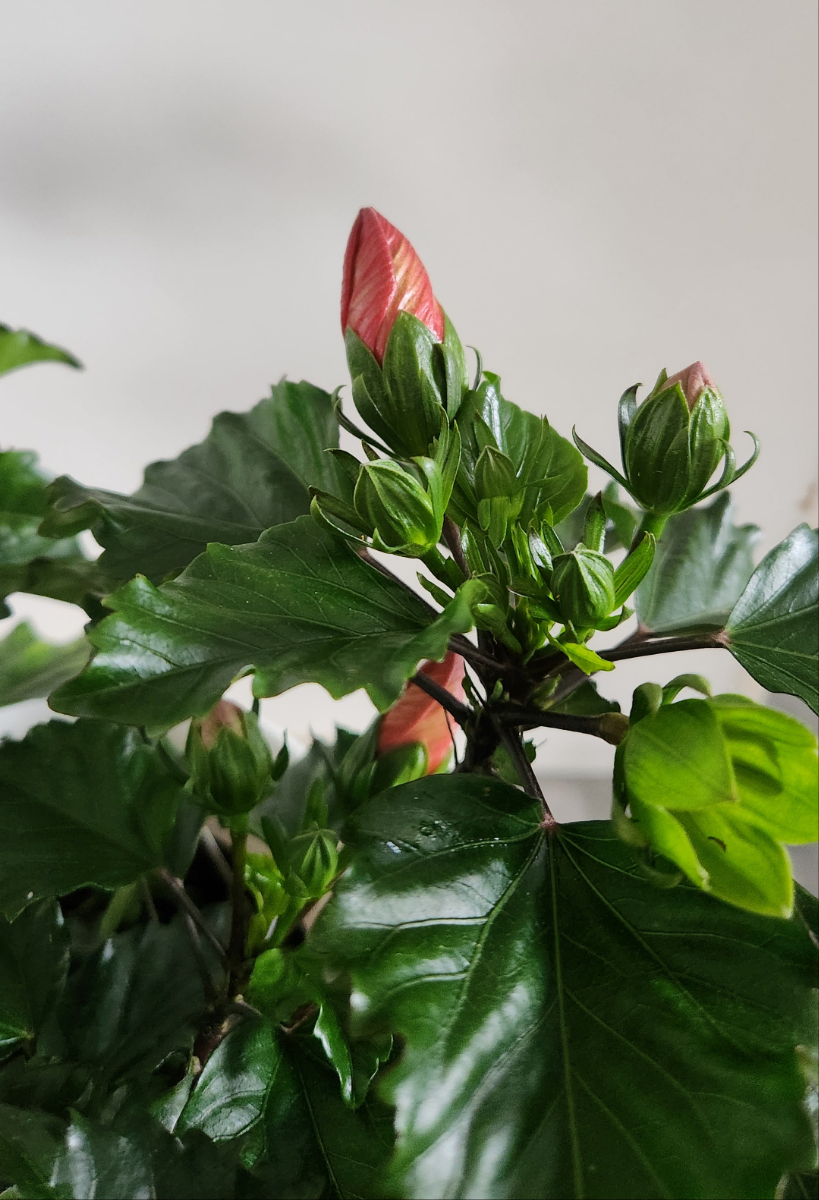 Hibiscus ( Flowering Coral-Orange)
