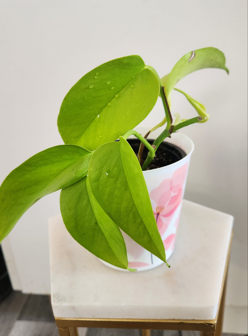 Epipremnum Aureum -Neon Pothos