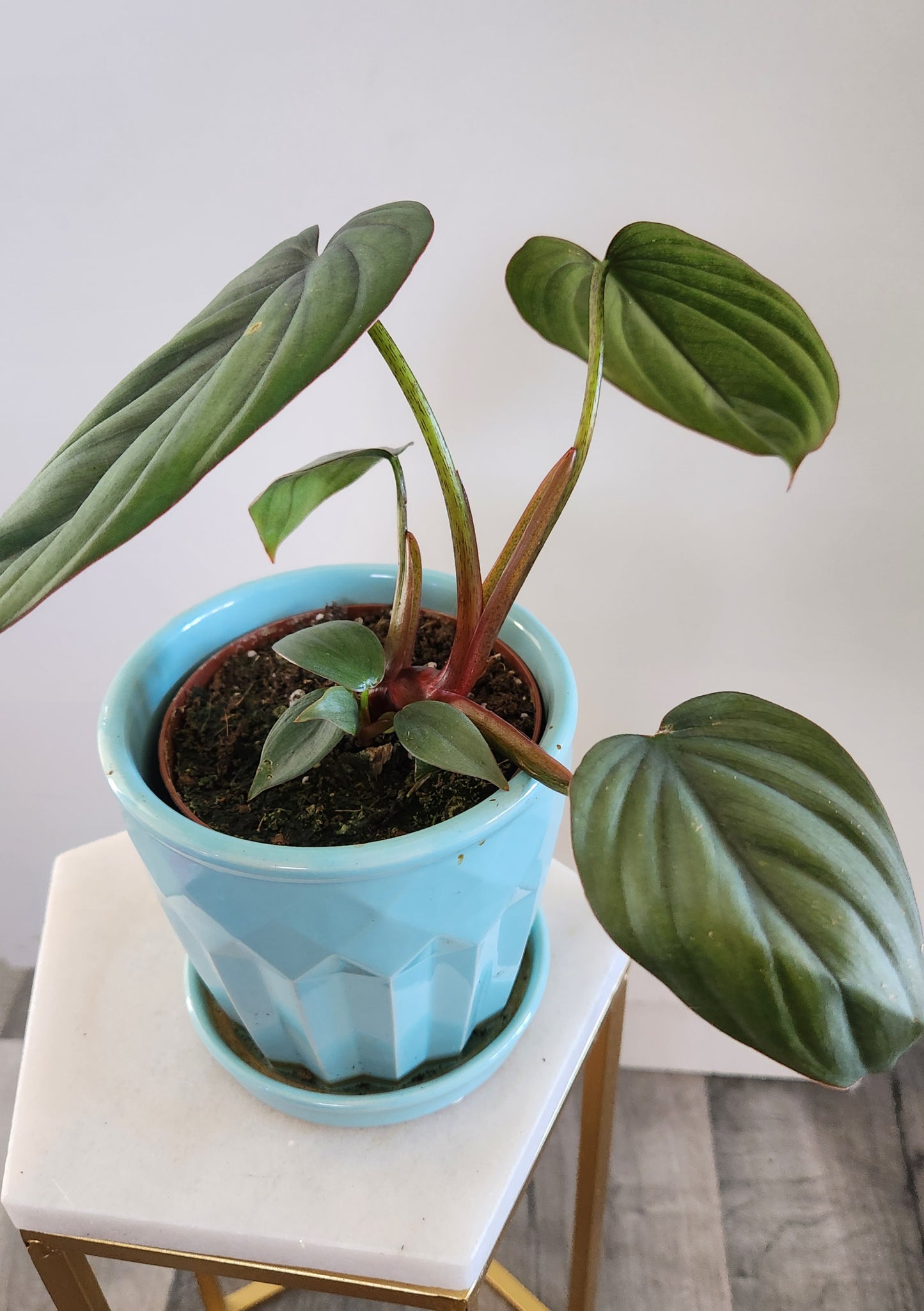 Philodendron Bipennifolium Columbia