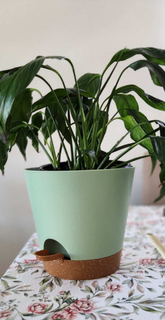 Indoor Self Watering Plant Pot