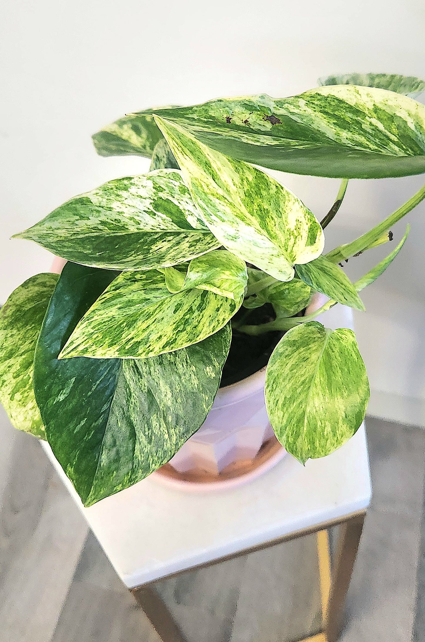 Marble Queen Pothos ( Epipremnum Aureum)