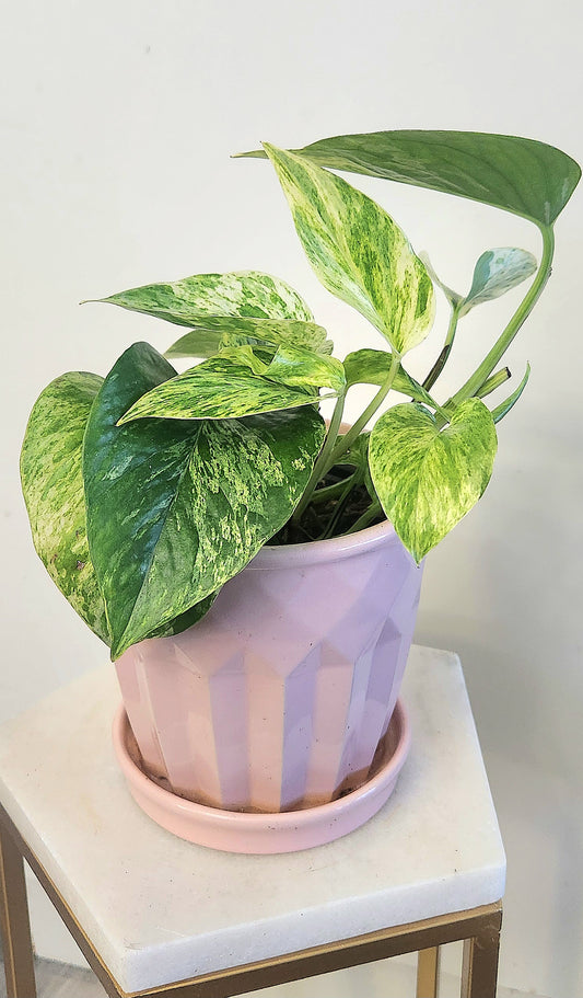 Marble Queen Pothos ( Epipremnum Aureum)