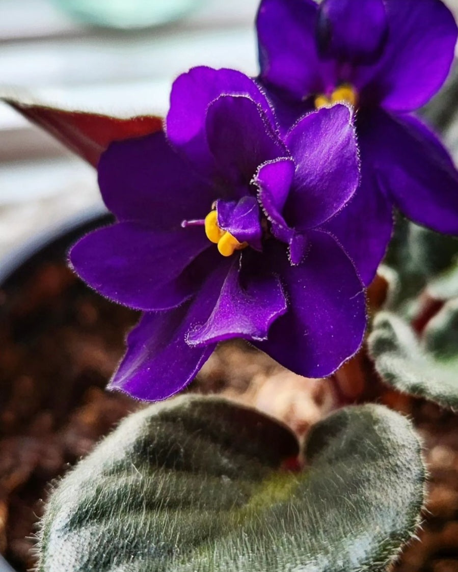 African Violet( Streptocarpus Ionanthus)