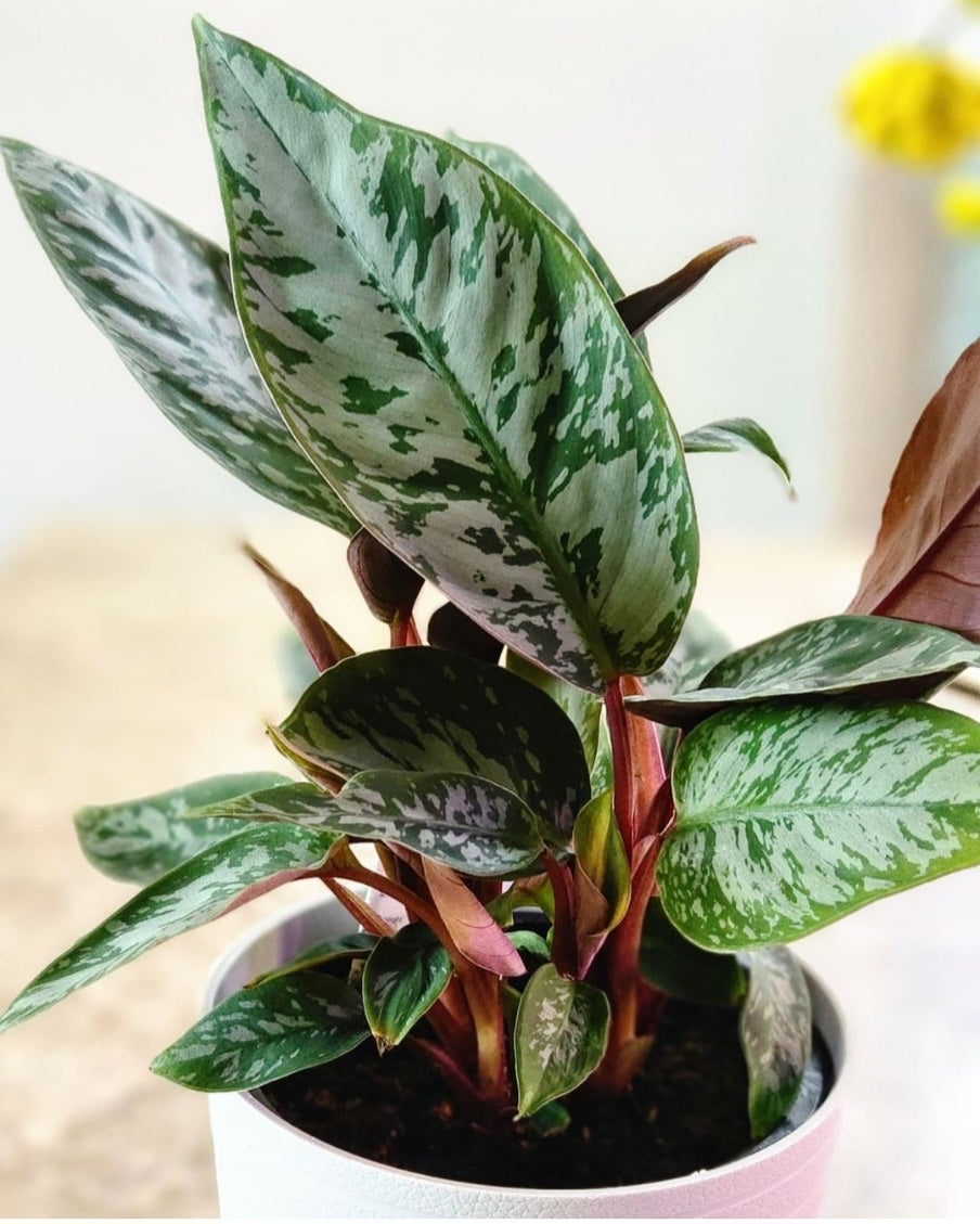 Apoballis Acuminatissima Lavallaei