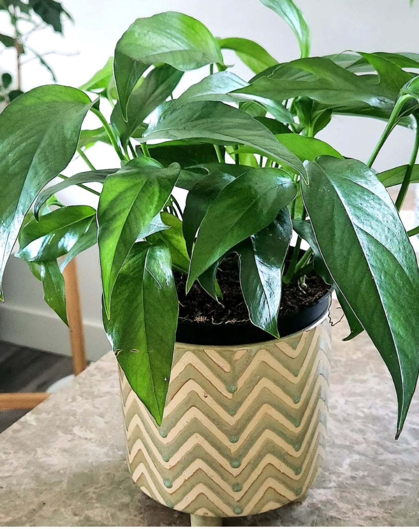 Epipremnum Baltic Blue