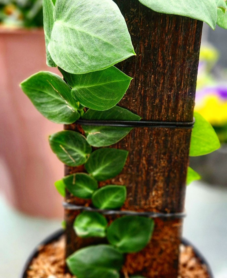 Monstera Dubia