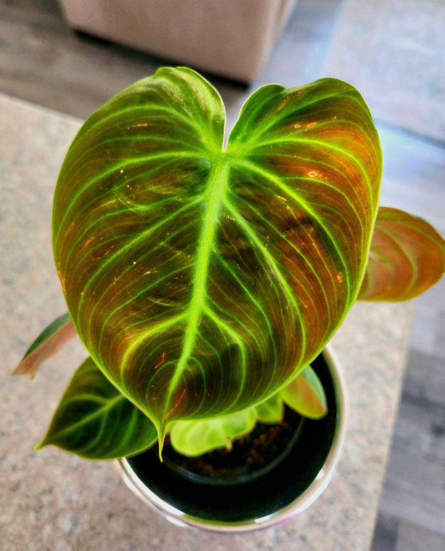 Philodendron El Choco (Red)