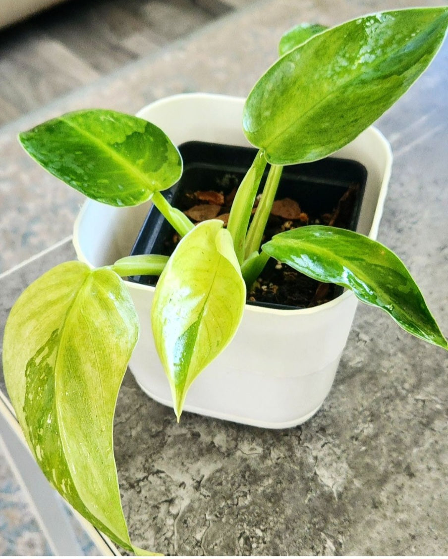 Philodendron Jose Bueno