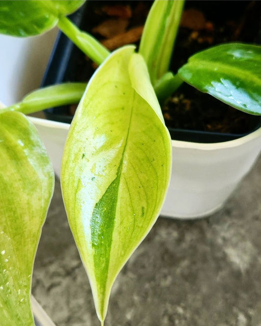 Philodendron Jose Bueno