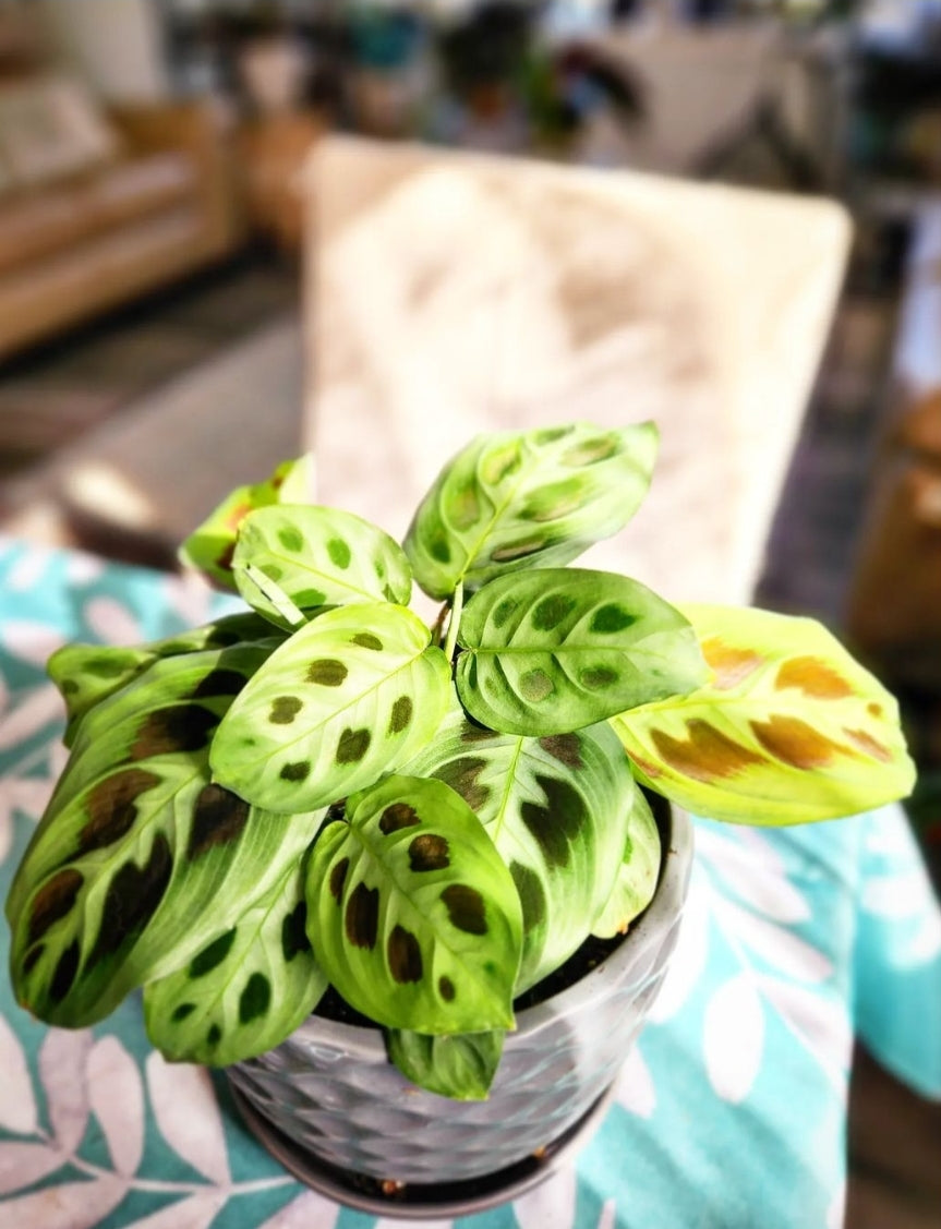 Prayer Plant (Maranta Leuconeura)
