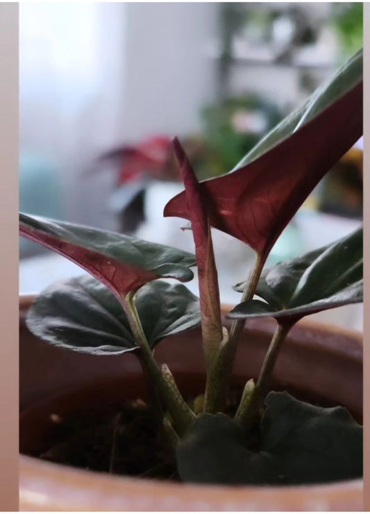 Syngonium Red Arrow