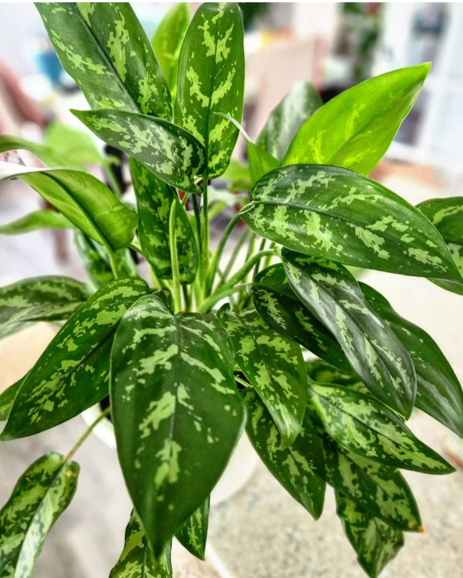 aglaonema commutatum var maculatum Aglaonema Commutatum ( Chinese Evergreen) – Emilia's Plant Studio