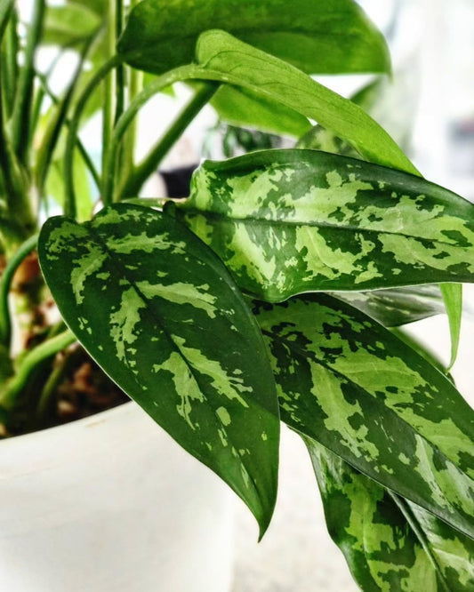 Aglaonema Commutatum ( Chinese Evergreen)