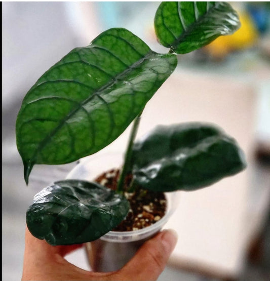 Hoya Villosa Cao Bang