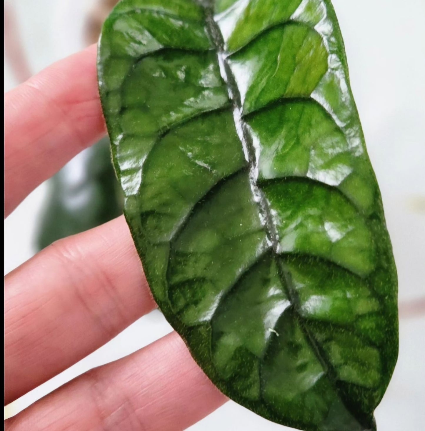 Hoya Villosa Cao Bang
