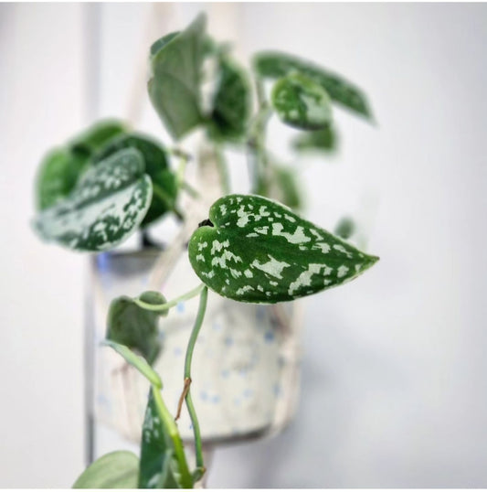 Scindapsus Pictus (Satin Pothos)