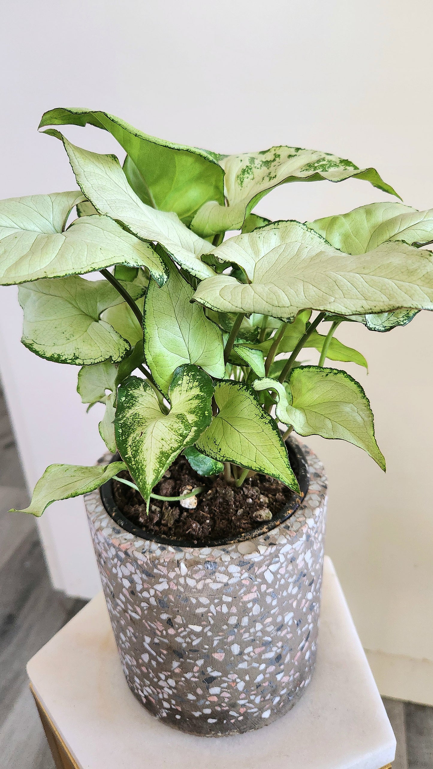 Syngonium Podophyllum 'Holly'