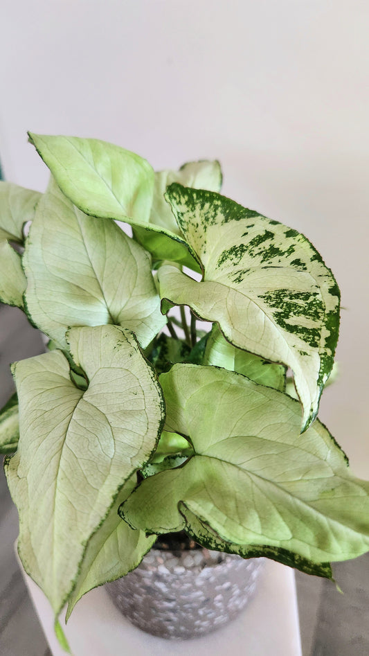 Syngonium Podophyllum 'Holly'