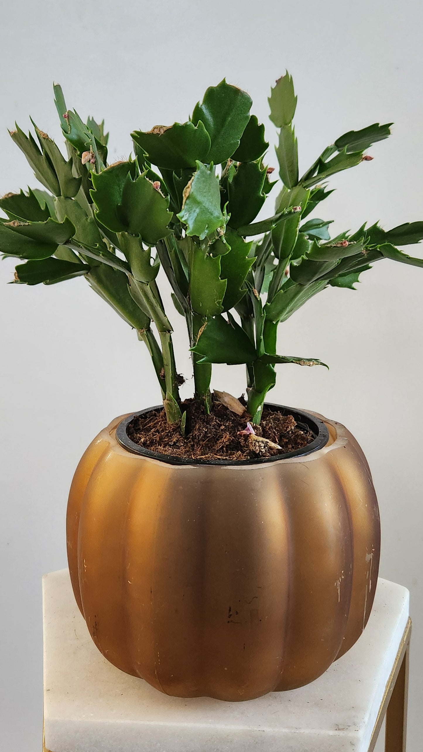 Christmas Cactus