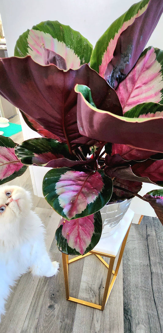 Calathea Roseopicta (Rose-Painted Calathea)