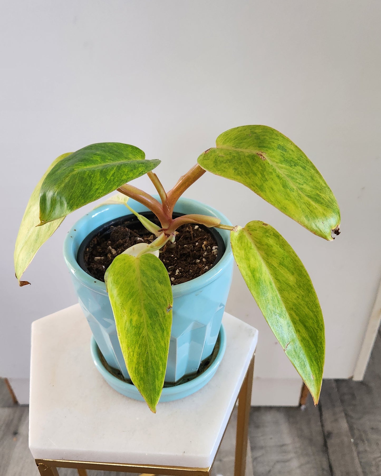 Philodendron 'Painted Lady'