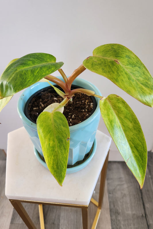 Philodendron 'Painted Lady'