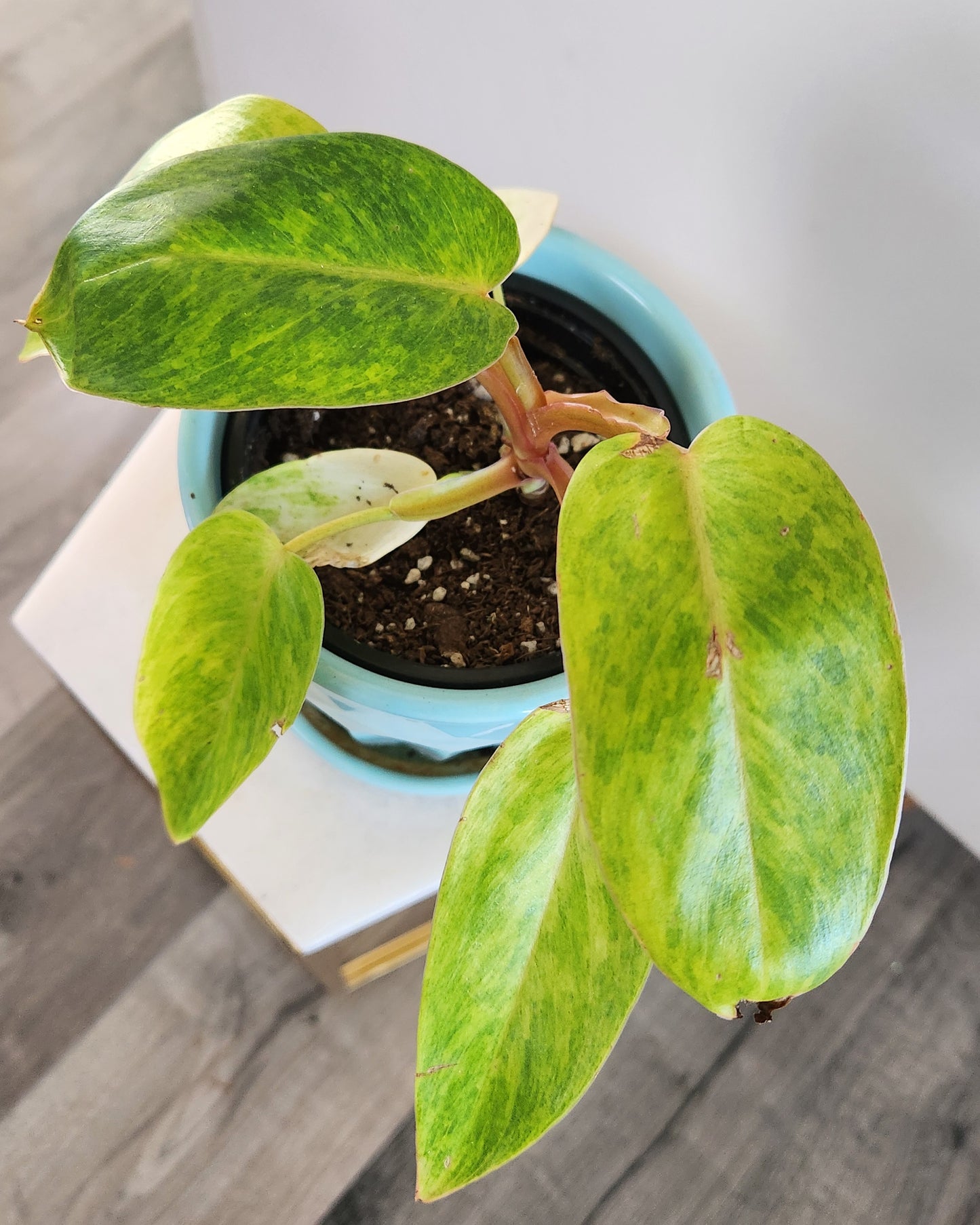 Philodendron 'Painted Lady'