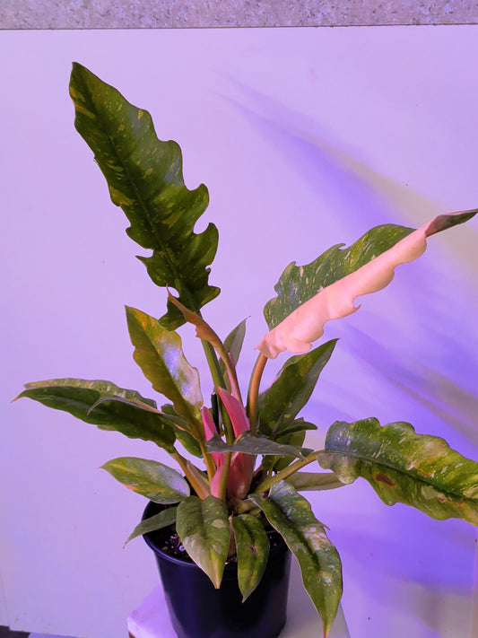 Philodendron " Ring of Fire"