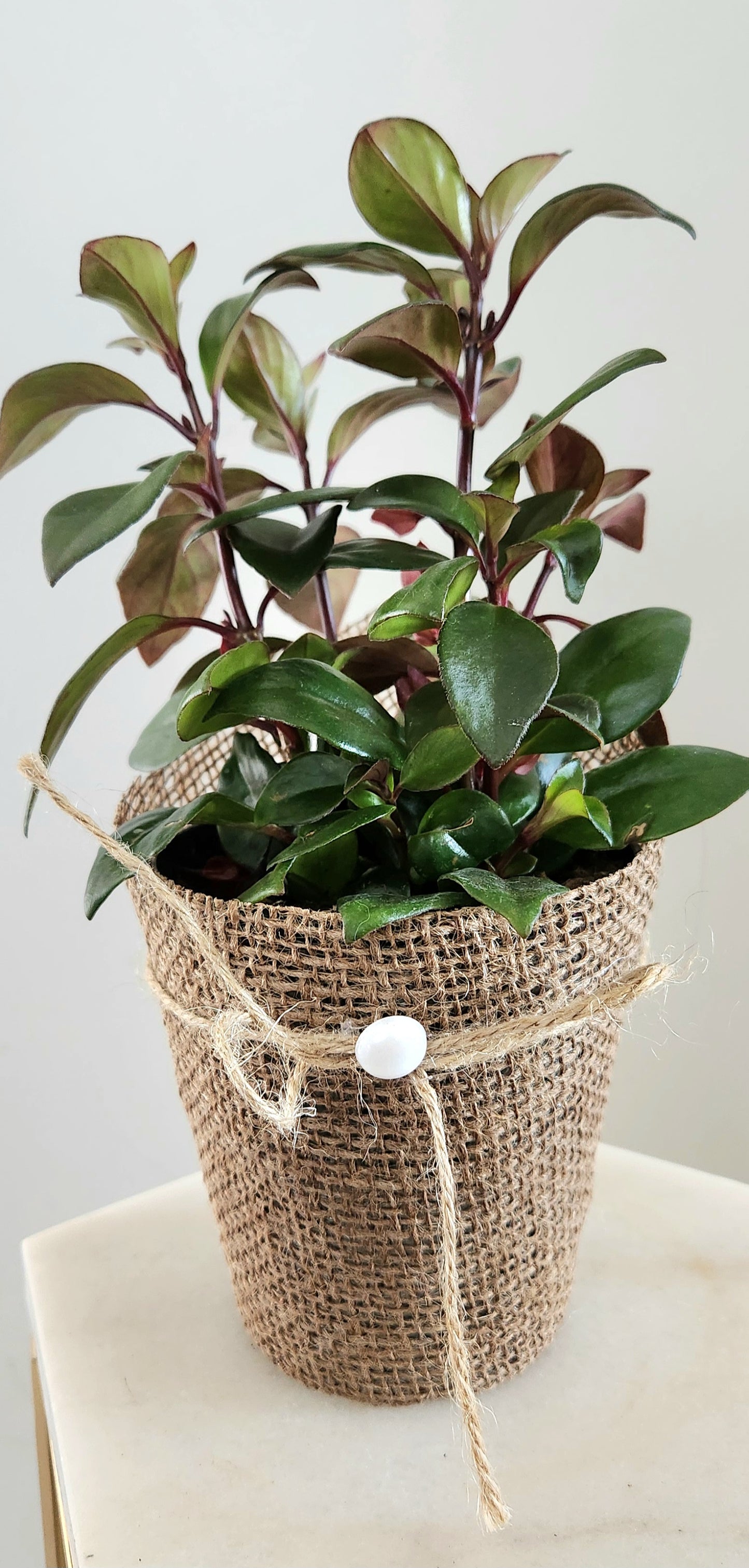 Goldfish Plant (Columnea sp.)