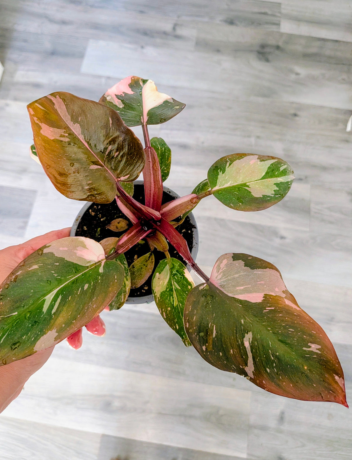 Philodendron Pink Princess