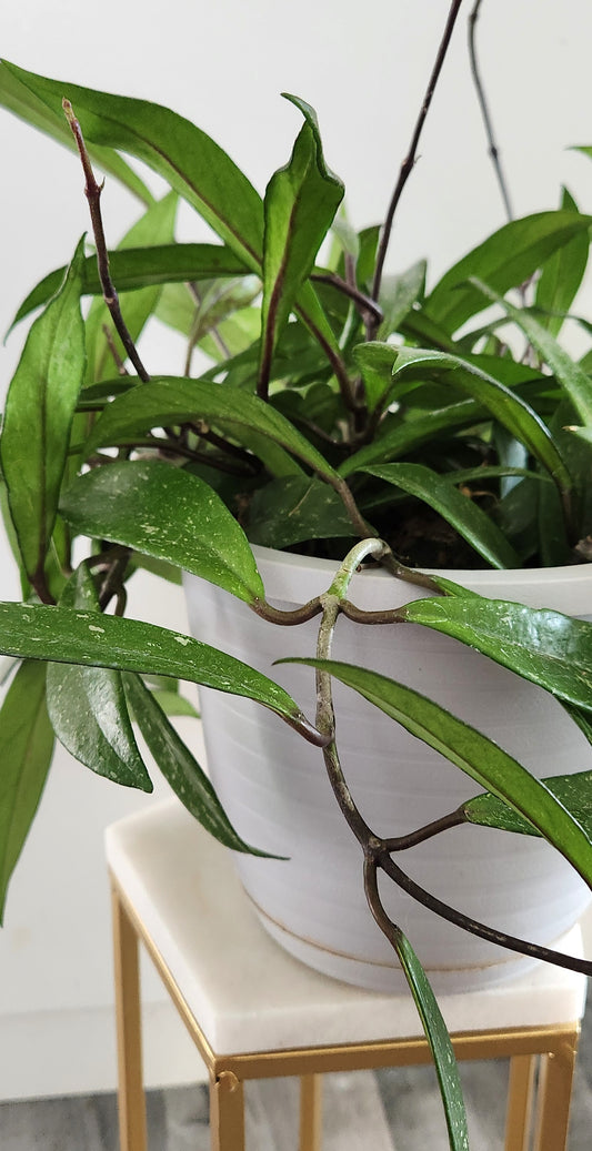 Hoya Pubicalyx ‘Splash’